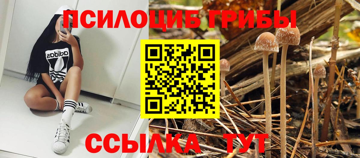 Галлюциногенные грибы прущие грибы  Вход с VPN  Псилоцибиновые грибы Psilocybe  Димитровград 